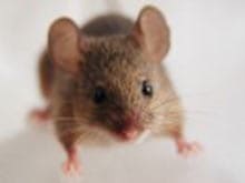 ネズミの種類と対策