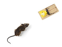 ネズミ駆除の方法